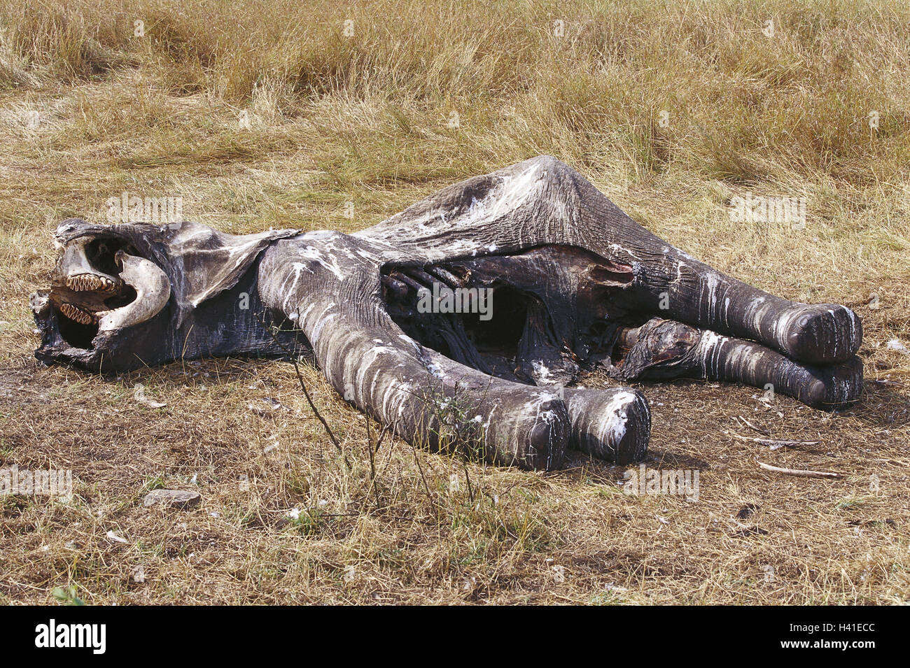 Cadavere animale, elefante, steppa, cadavere, cadavere, transitoriness, morte, letale, legge la natura, il ciclo di vita selvaggia, della fauna selvatica, del mondo degli animali, animale selvatico, animale mammifero, trunk animale, Elephantidae, corpo animale, cavo Foto Stock