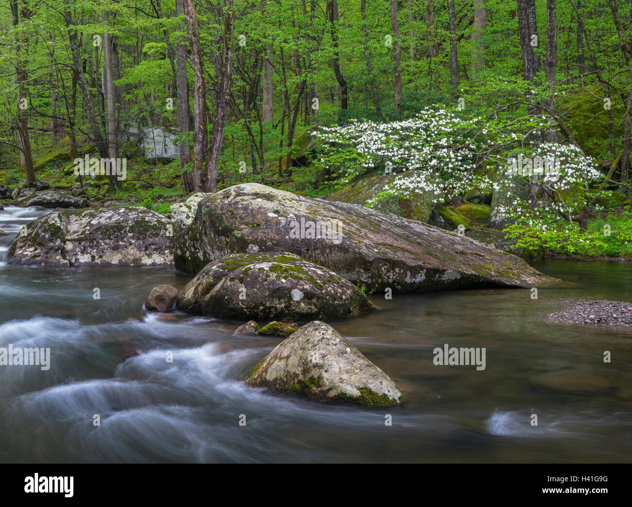 Parco Nazionale di Great Smoky Mountains, Tennessee: fioritura sanguinello sul polo centrale piccolo fiume in primavera Foto Stock