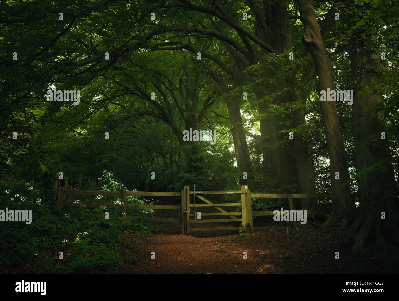 Porta di legno in boschi rurali, Oxfordshire, Inghilterra, Regno Unito Foto Stock