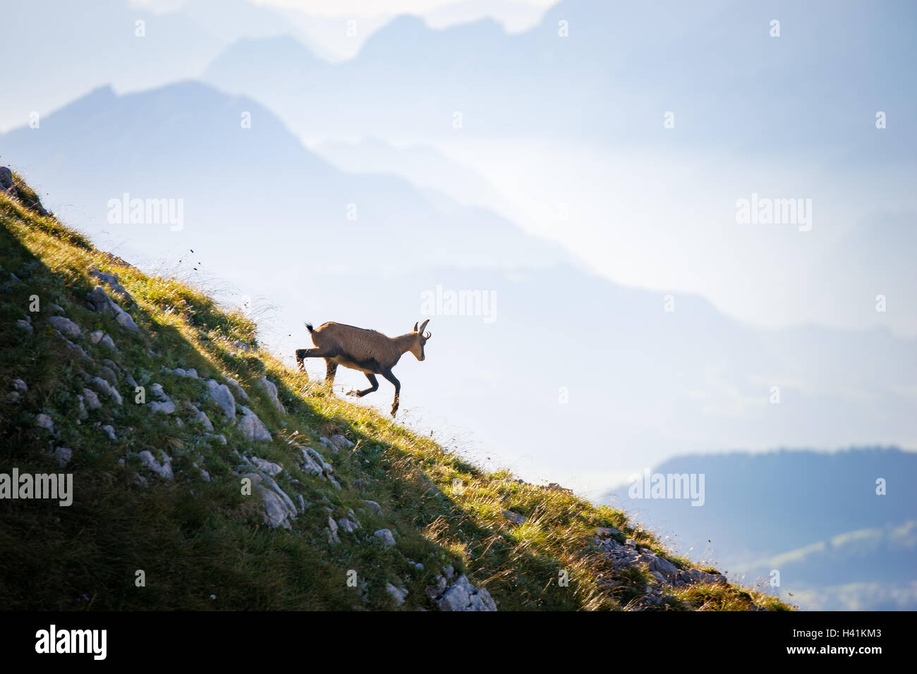 Il camoscio capra camminare in montagna, Alpi, Salisburgo, Austria Foto Stock