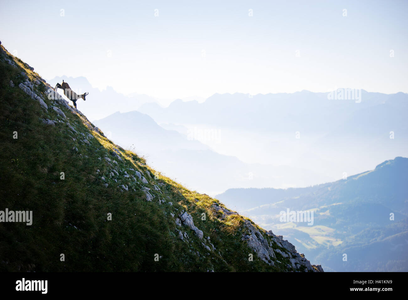 Il camoscio capra su mountain, Alpi, Salisburgo, Austria Foto Stock