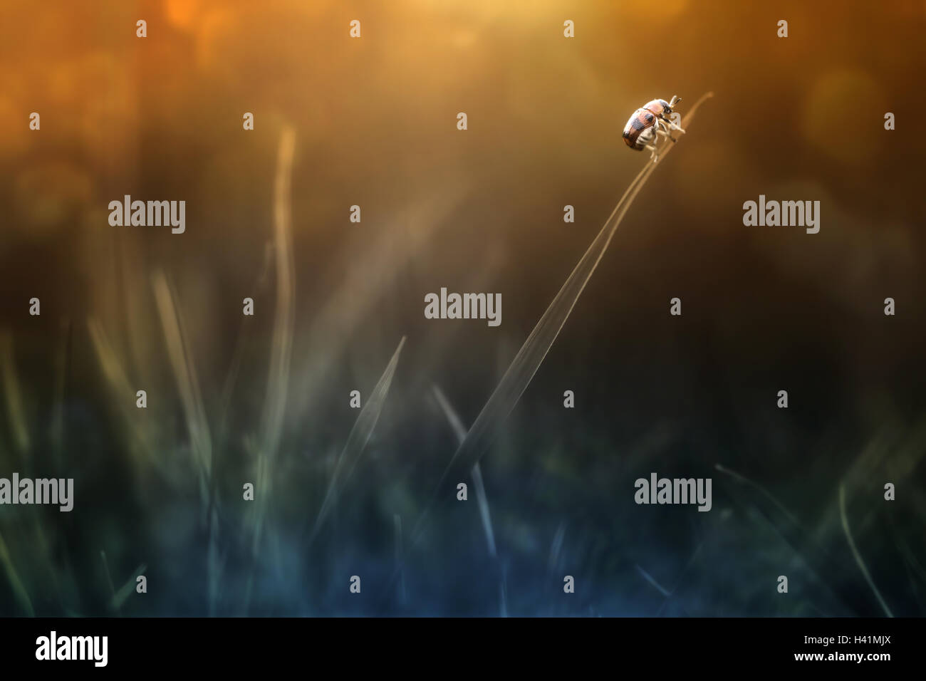 Coccinella su un filo d'erba, INDONESIA Foto Stock