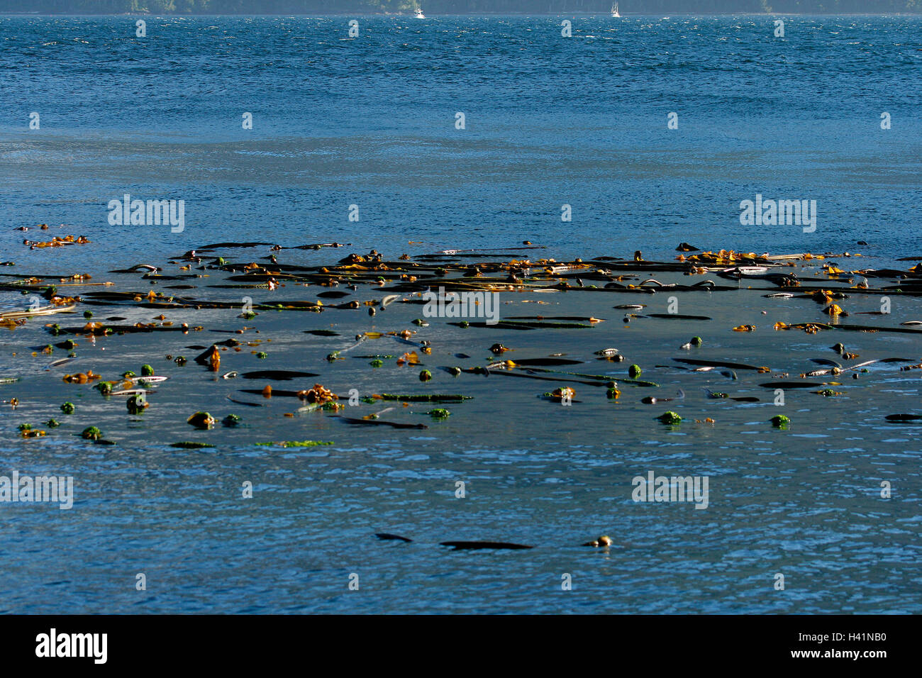 Bull Kelp Nereocystis leutkeana galleggia sulla superficie dell'acqua, l'isola di Vancouver. British Columbia. Canada Foto Stock
