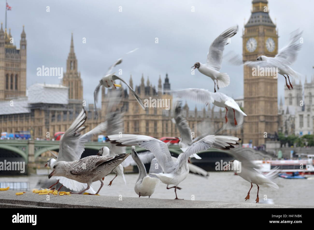 Gabbiani sul fiume tamigi, Big ben e Houses of Parliament, Londra, Inghilterra, Regno Unito Foto Stock