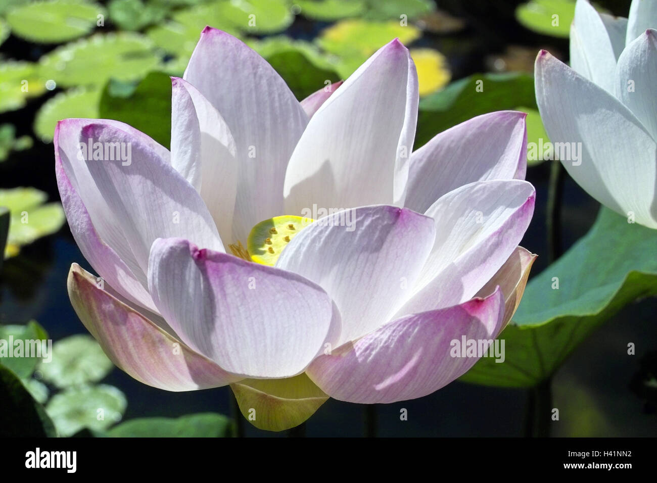 Stagno, fiore di loto Nelumbo sp., blossom, foglie, acqua, bianco, rosa, flora e vegetazione, acqua, esotico, giglio di acqua impianto, impianto idrico, impianti idrici, impianti, impianto di stagno, piante piante dello stagno, fiori, Lotos, Lotos, lotus blossom, fiori, fiori, dolcemente, Foto Stock