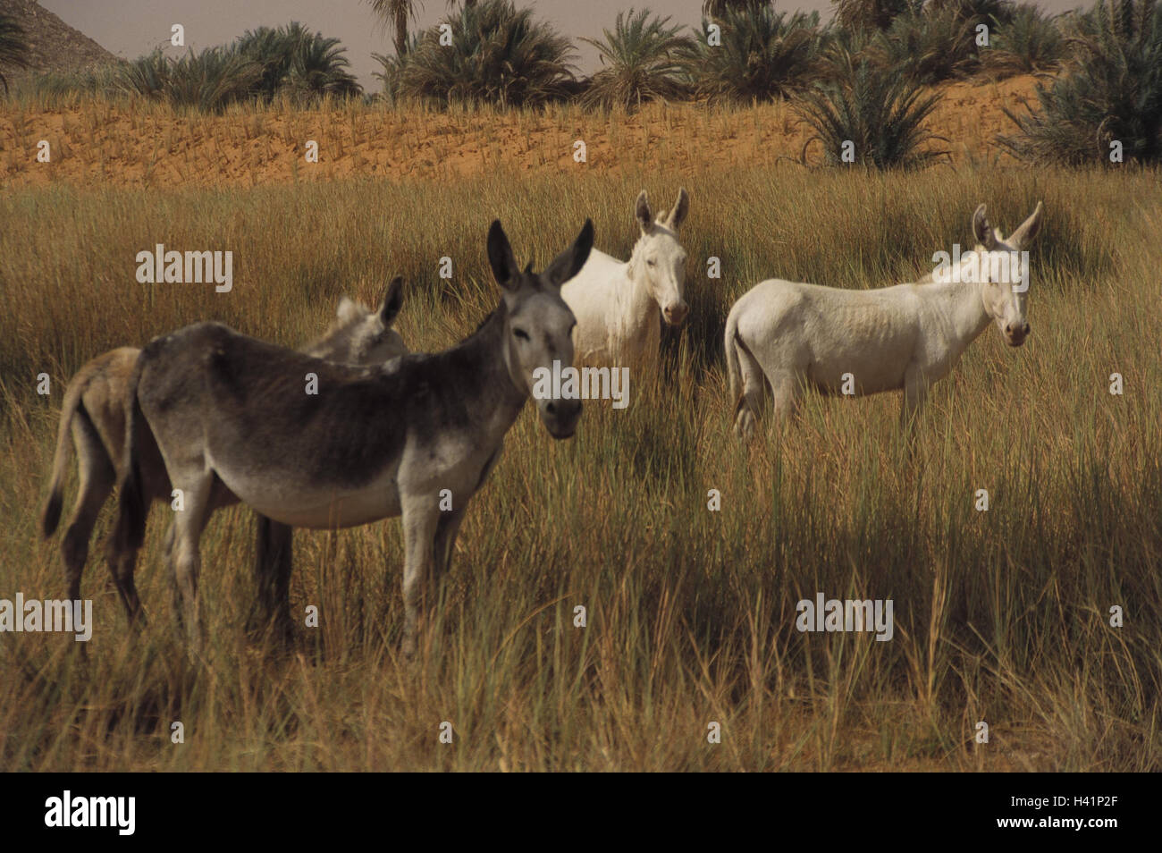 Il Ciad, mesa paese Ennedi, Salt Lake Ounianga Serir, west shore, asino centrale, Africa, paese senza sbocco sul mare, Sahara, acque del Sahara, lago, 381 m sul livello del mare, lakesides, spiaggia, erba, animali mammiferi, mangiare, natura e paesaggio Foto Stock