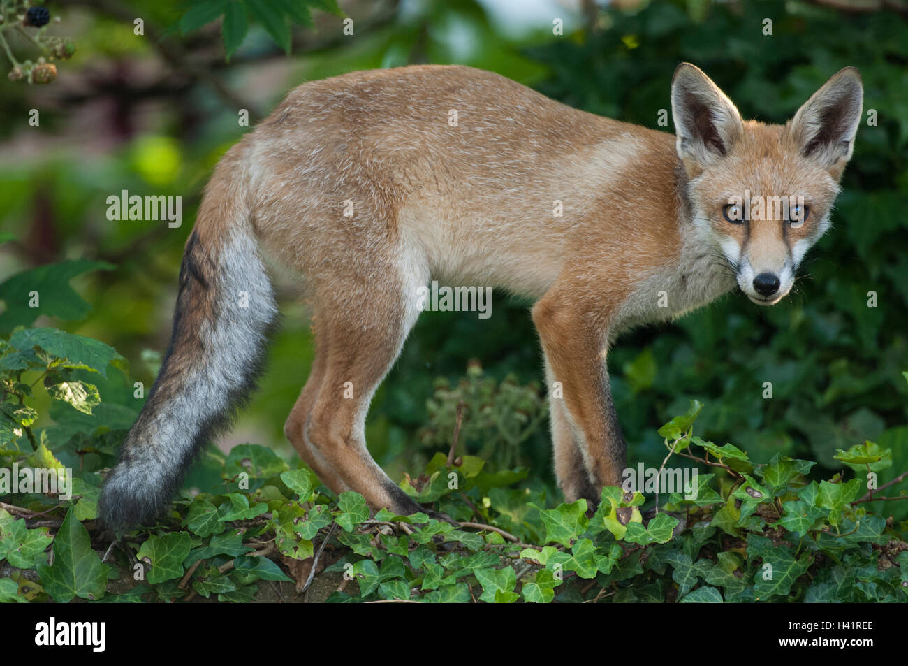 Urban Red Fox cub(Vulpes vulpes)in piedi su una parete in un giardino di Londra,UK. La fox cub è largamente indipendente a 5-6 mesi di età. Foto Stock