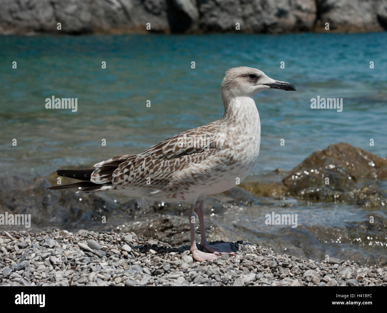 Giallo-zampe, Gabbiano (Larus cachinnans atlantis), primo anno i capretti, Salerno,Italia Foto Stock