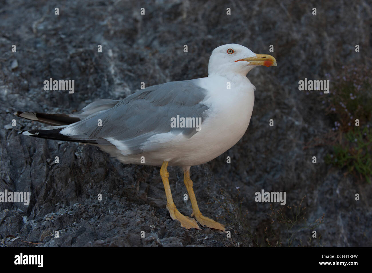 Giallo-zampe, Gabbiano (Larus cachinnans atlantis), uccello adulto, Salerno,Italia Foto Stock