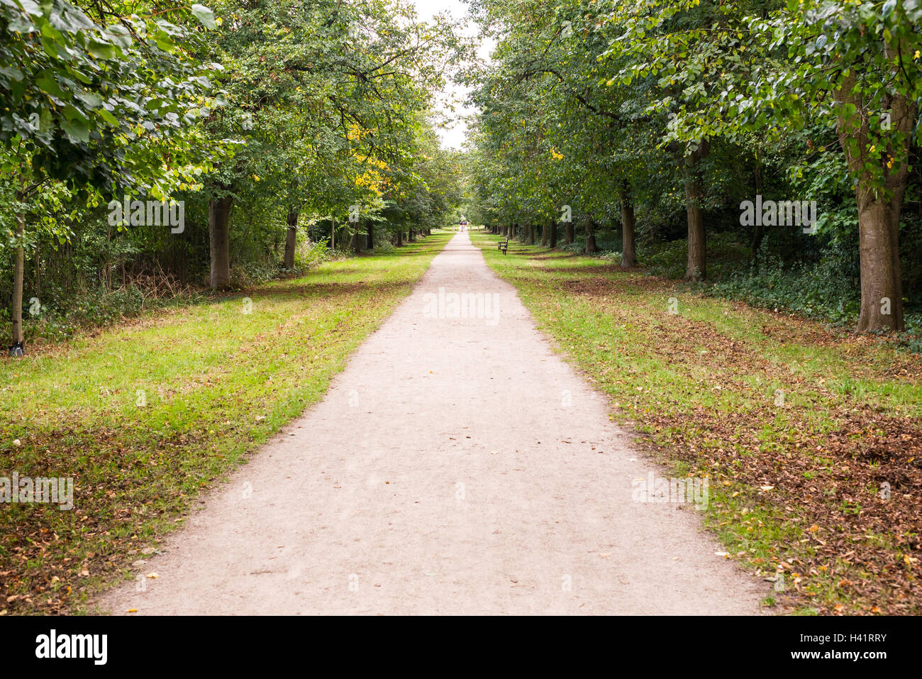 Lungo rettilineo di strada sterrata di suolo bianco nel mezzo della foresta con erba verde sul lato Foto Stock