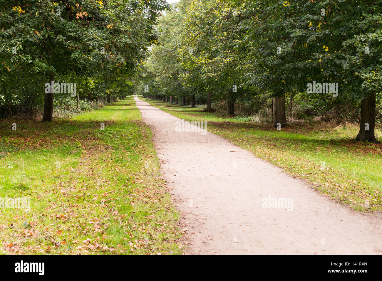Lungo rettilineo di strada sterrata di suolo bianco nel mezzo della foresta con gli alberi e il verde erba sul lato Foto Stock