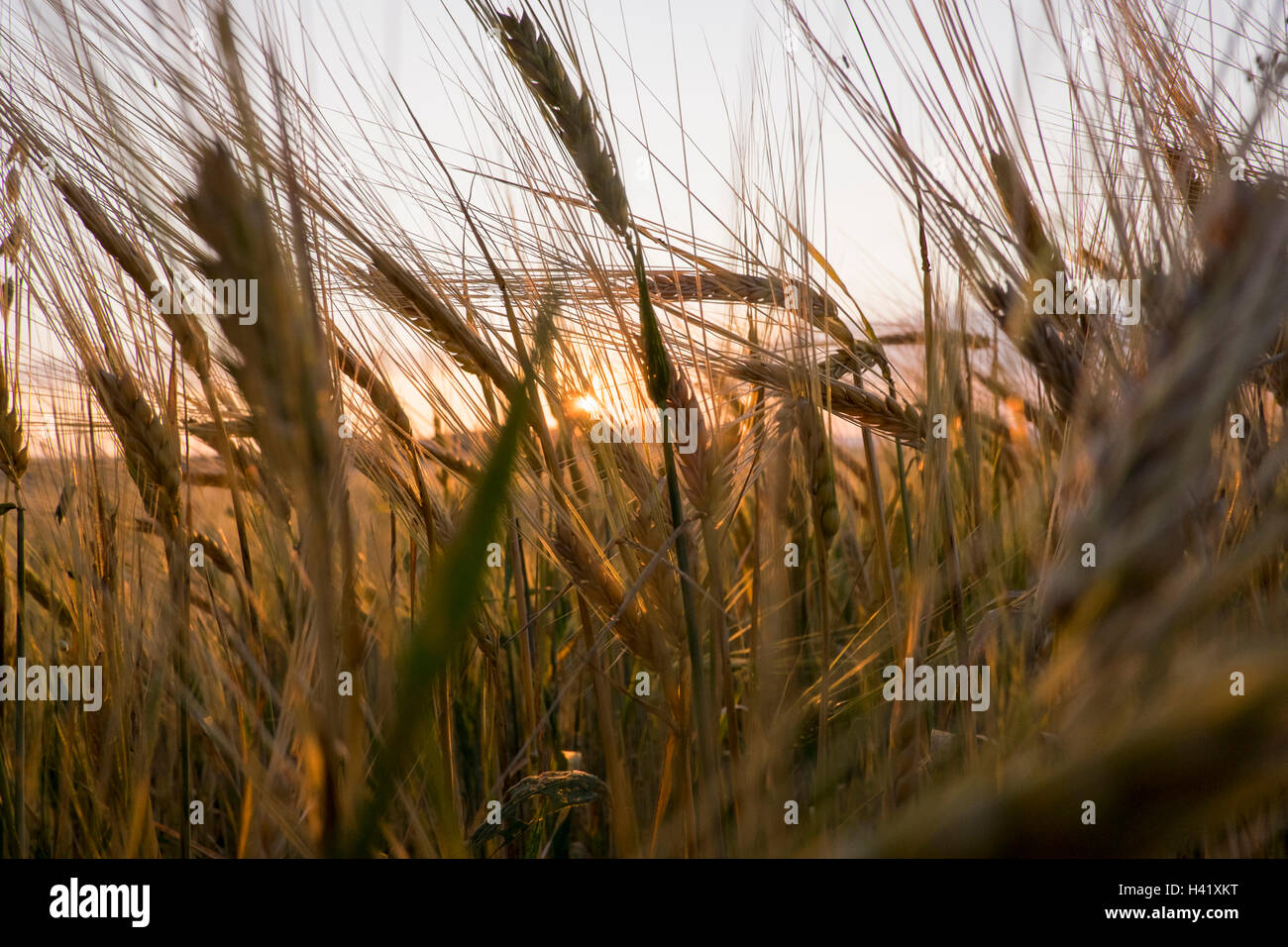 Close up di erba alta nel campo Foto Stock