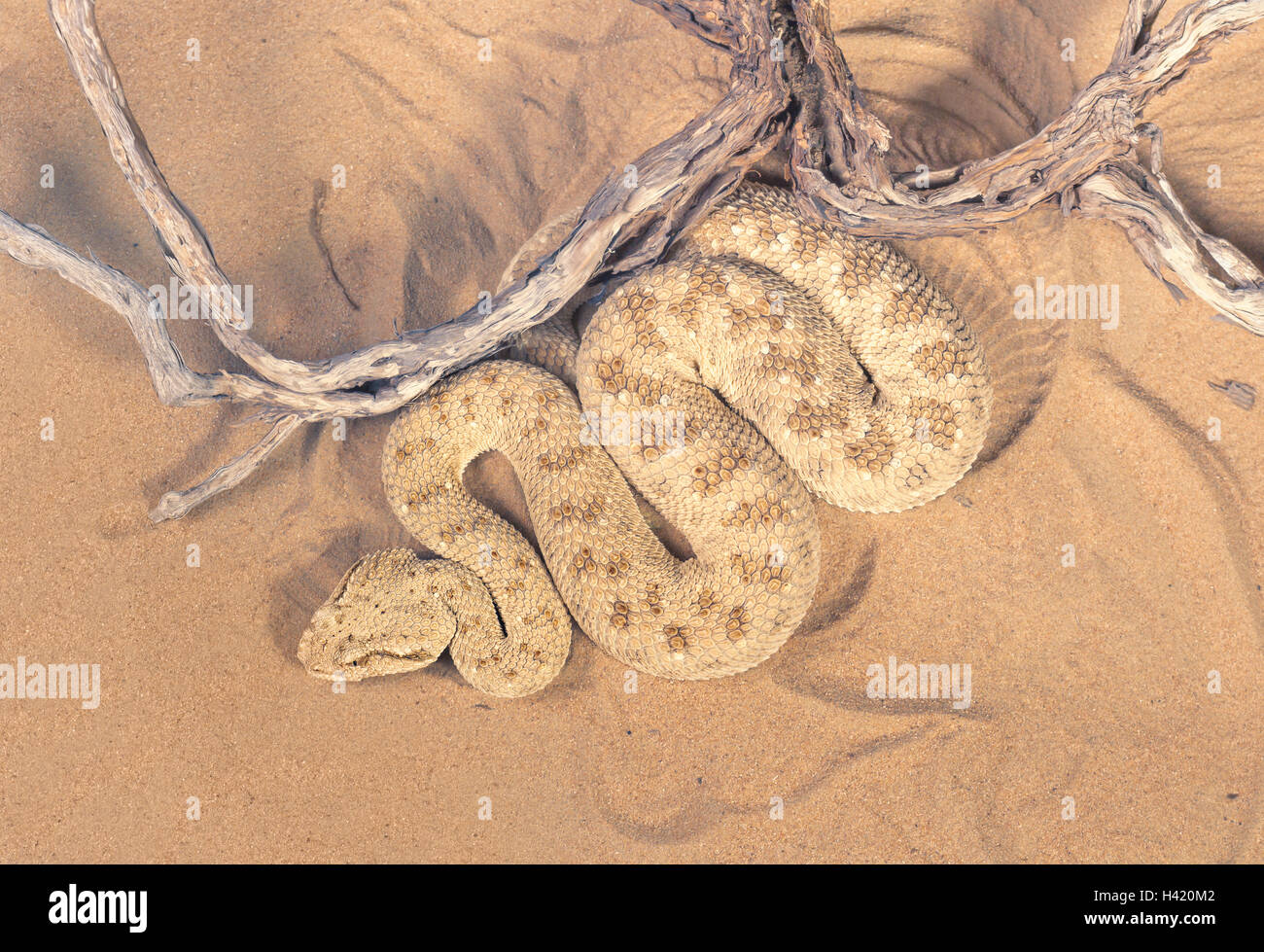 Wild desert viper snake (Cerastes gasperetti), Sharjah Emirati arabi uniti Foto Stock