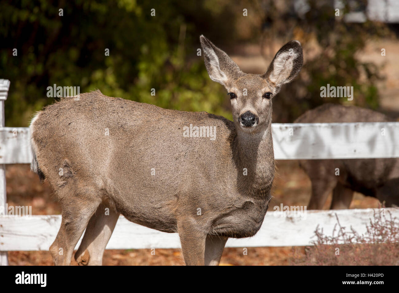 Deer guarda la fotocamera. Foto Stock