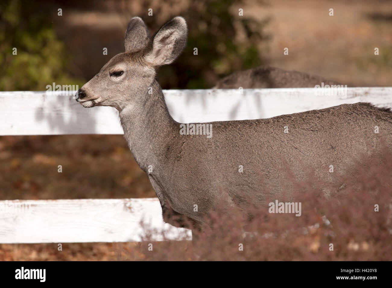 Vista laterale della coda bianca cervi. Foto Stock