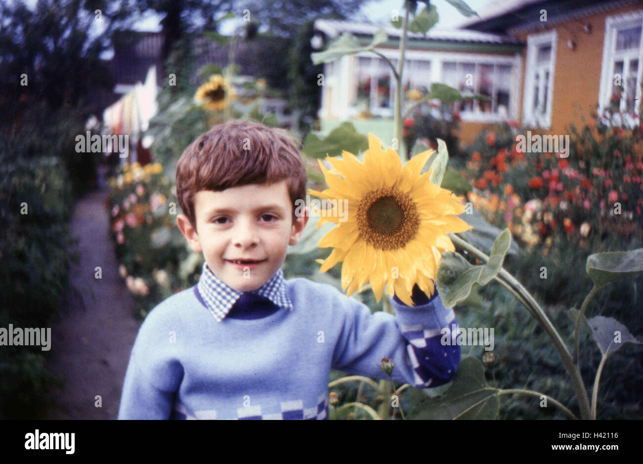 Ritratto di un po' curioso ragazzo con girasole in cantiere Foto Stock