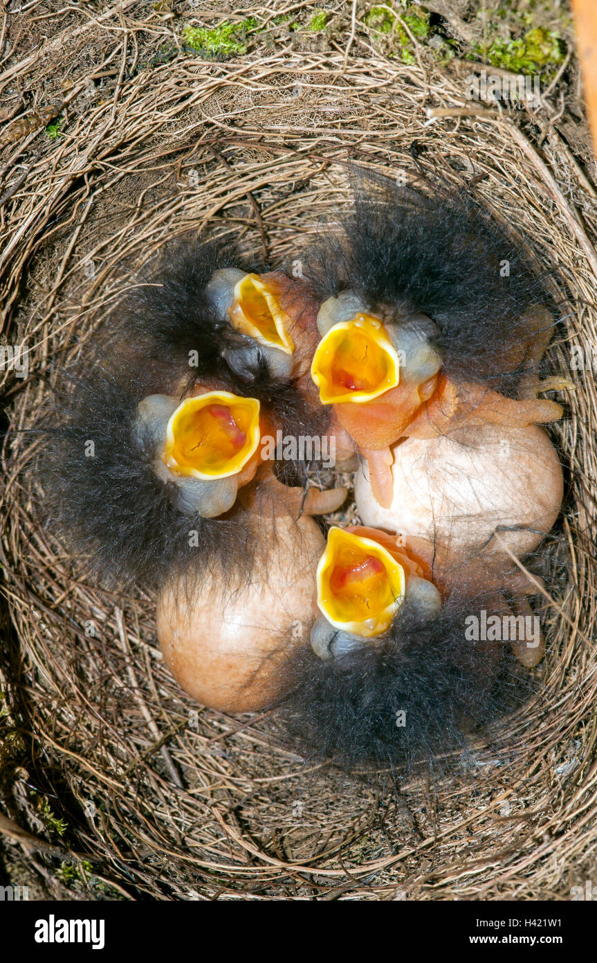 Baby Robins in un nido con uova Foto Stock