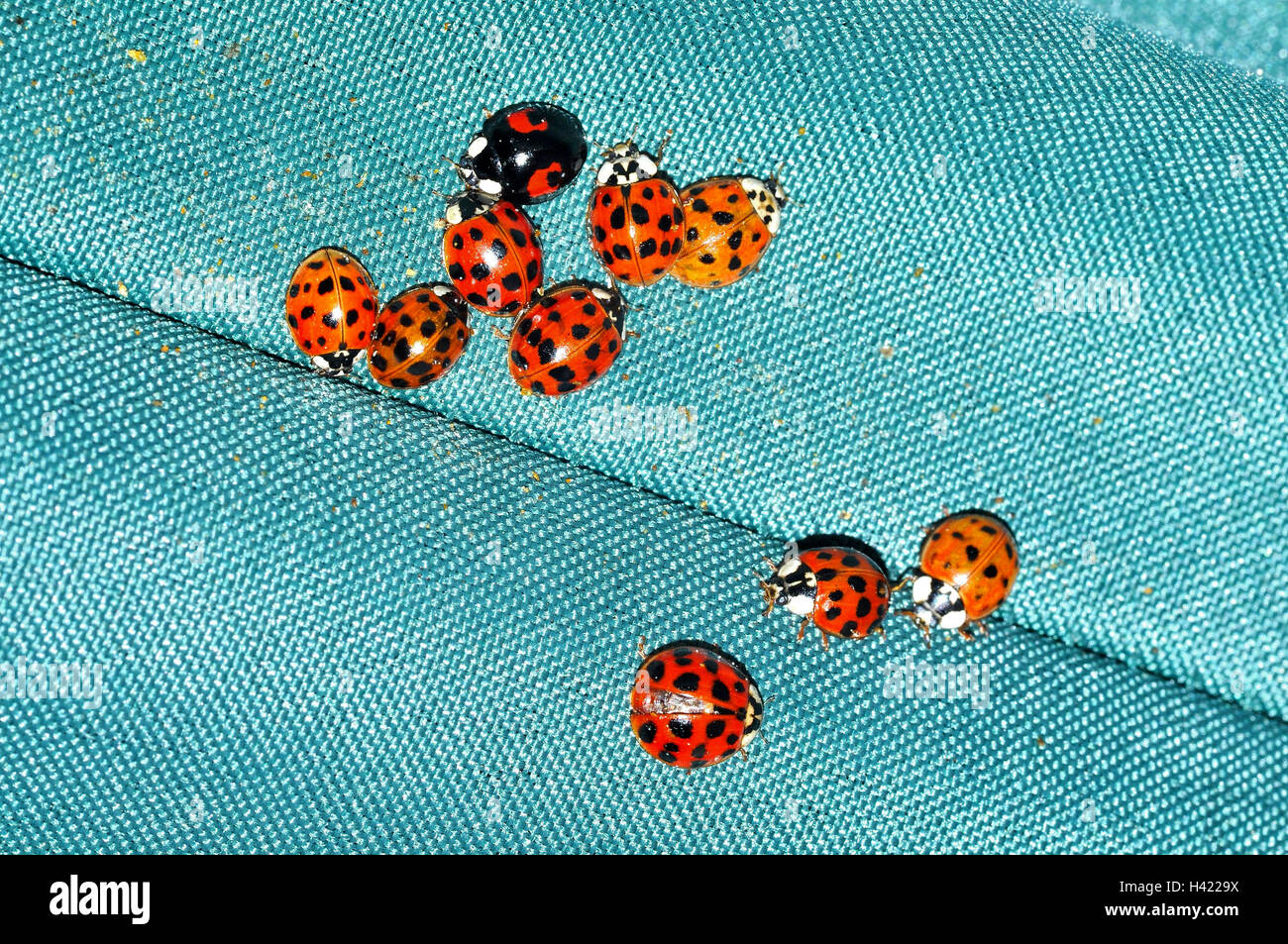 Harlequin Ladybirds (Harmonia axyridis) ibernazione su un ombrellone. Foto Stock