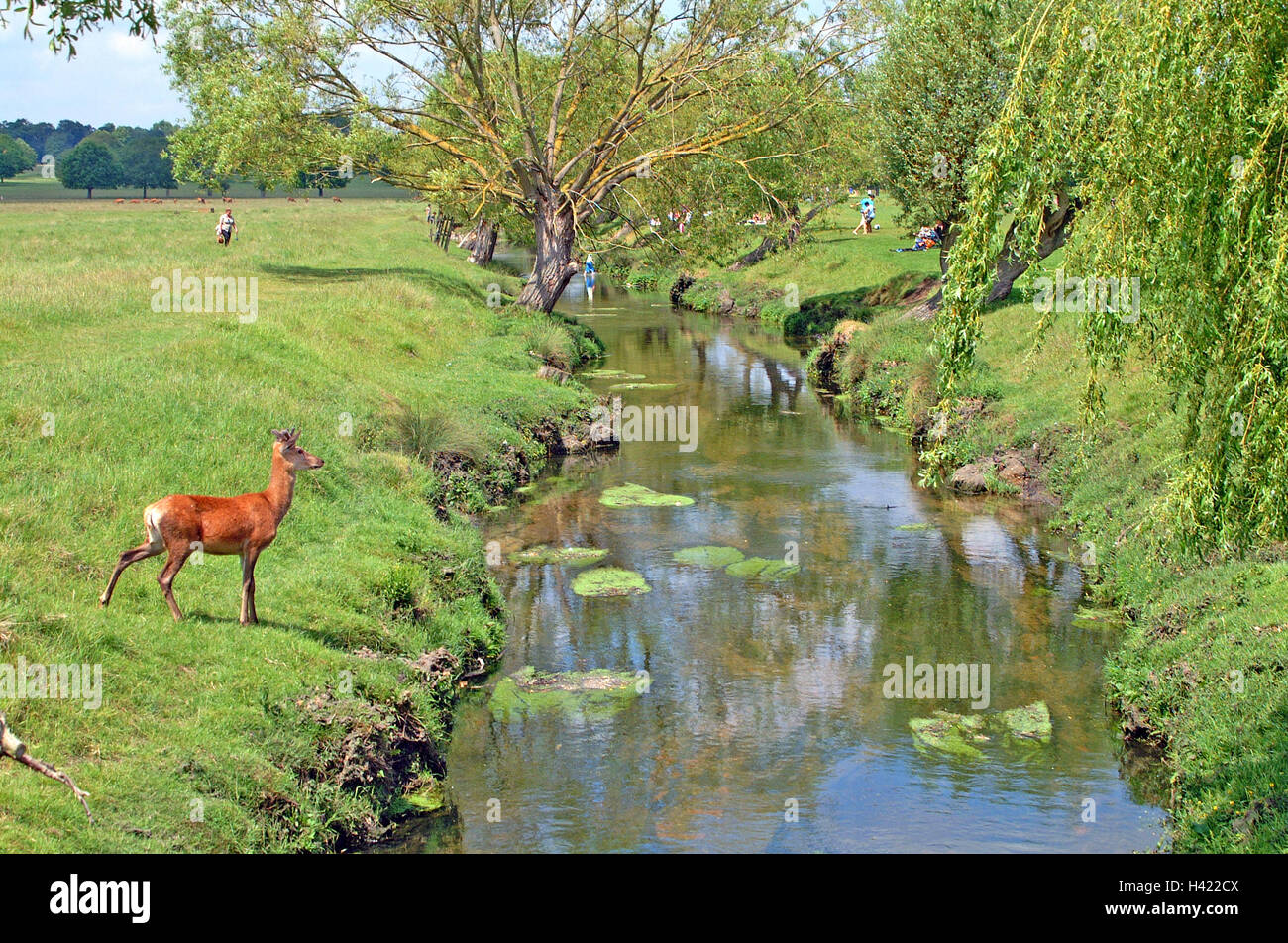 Daini, doe in attesa di attraversare il fiume a Richmond Park. Foto Stock