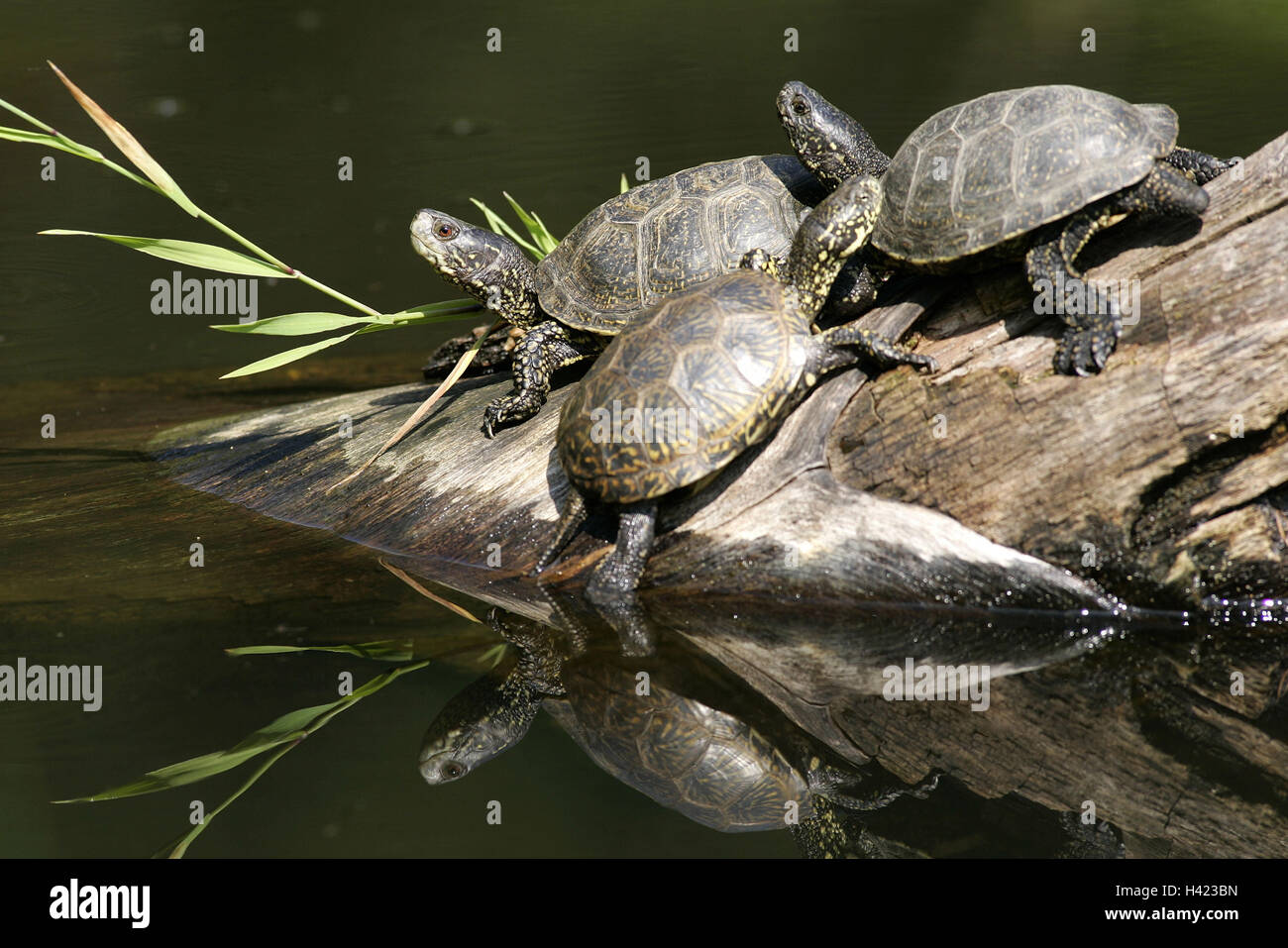 Zoo, acque, tronco, terrapins europea, Emys orbicularis animali, rettili, Kriechtiere, tartarughe Testudines, terrapins, tre, legno, ceppo, acqua Foto Stock