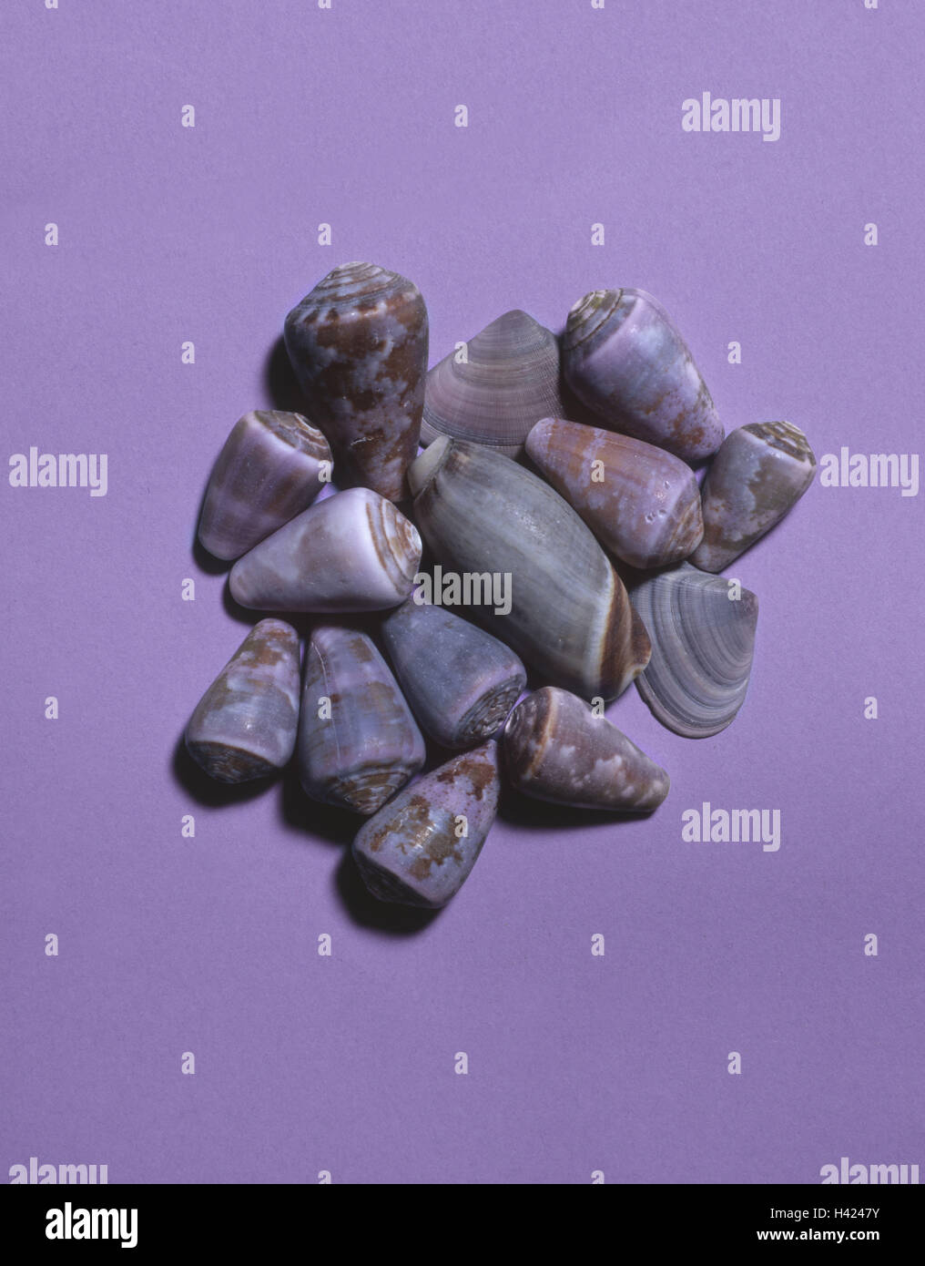 Flotsam e jetsam, conchiglia, cozze, escargot case, gusci di lumaca, bucce di lime, animali marini, alluvially, trova oggetti da collezione, trovare, cerca di raccogliere, natura, still life, la fotografia del prodotto, sfondo, malva, viola Foto Stock