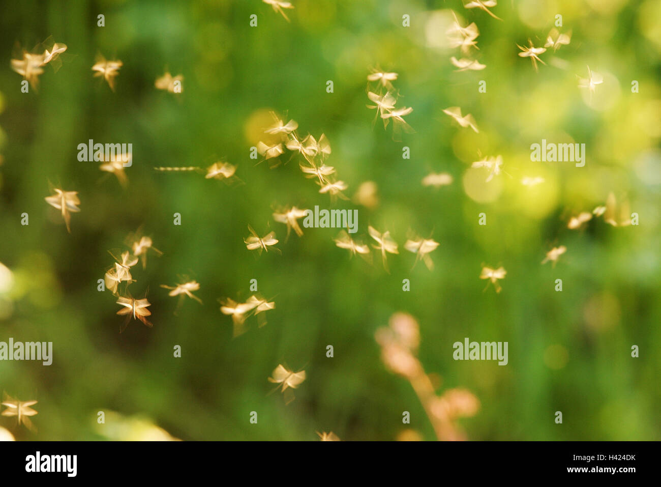 Sciame di zanzare, luce posteriore, insetti, Stechmücken, zanzare, zanzare, Gelsen, Culicidae, succhiasangue, vettori, parassiti, piccolo, minuscolo, molti, leggerezza, facilità, transitorietà, whirr, ronzio, volare tiresomely, natura, animali, luce posteriore Foto Stock