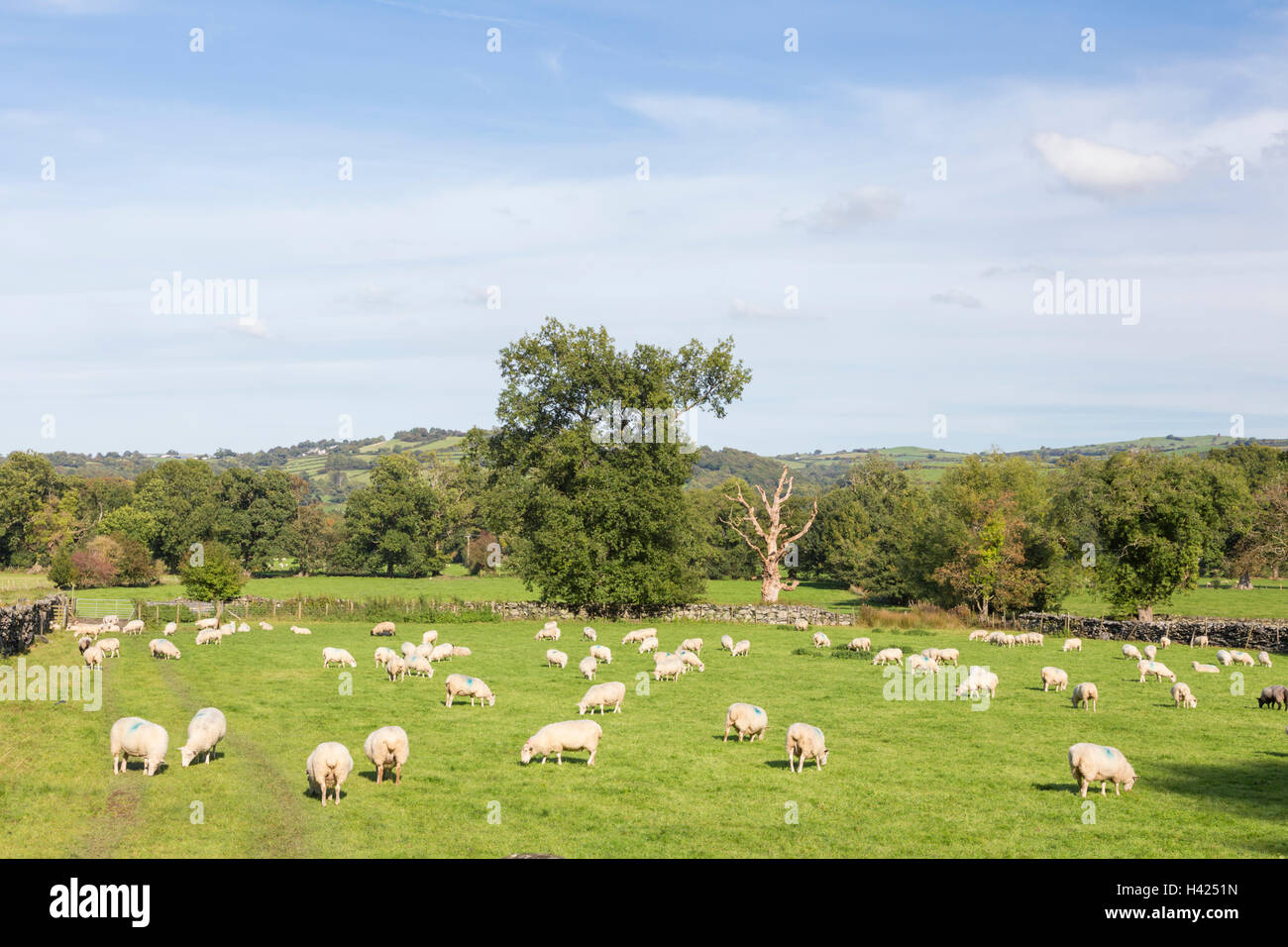 Pecore al pascolo su terreni agricoli in Galles del Nord, Regno Unito Foto Stock