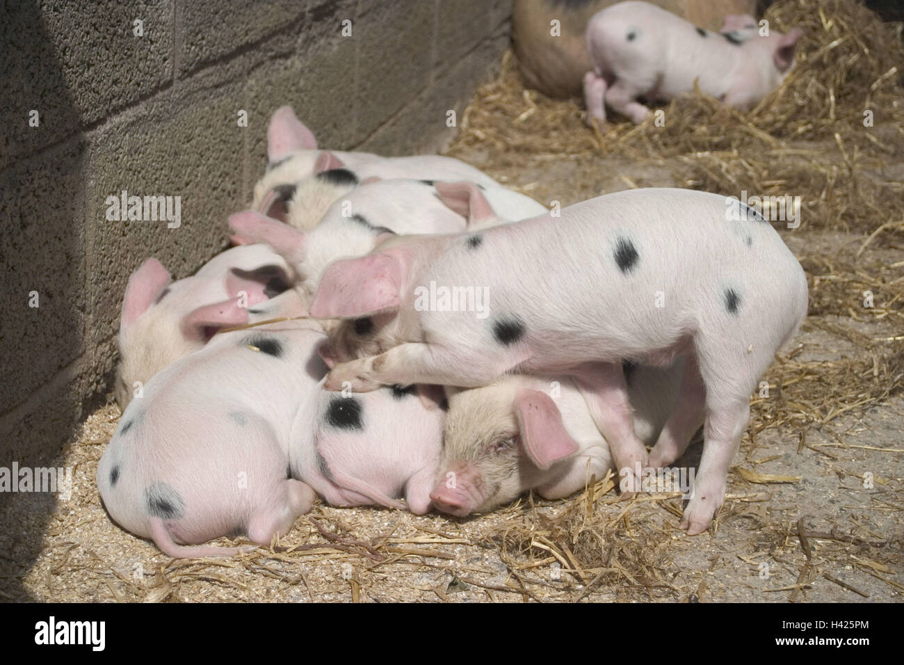 Stabile, maialino, diverse, l'economia, l'agricoltura, agriturismo, porcile, allevamento, allevamento di suini, casa di suini, di suini, di suidi, animali biungulati, posizione di maiale, tenere animali domestici, animali, chiazzato, rigati, animali giovani, giovane generazione, Scrum, gli uni sugli altri Foto Stock