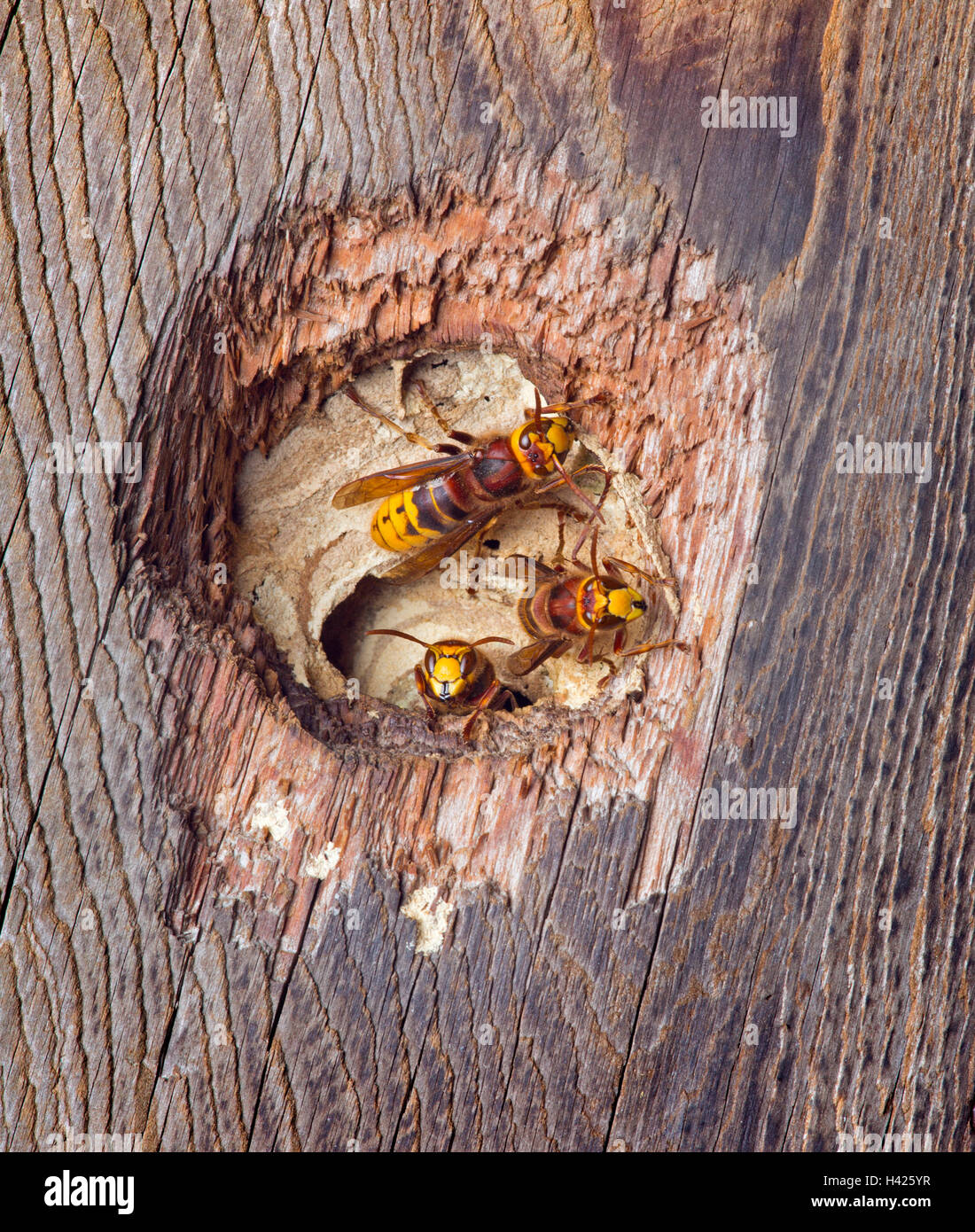 I calabroni Vespa crabro nido in un uccelli nidificanti box Foto stock -  Alamy