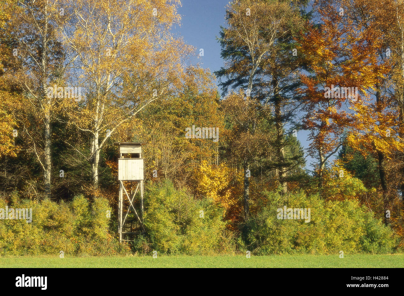 Bordo della foresta, seduta alta, autunno, Prato, bordo campo, foresta, cacciatore sedile, caccia alta sedile, si affacciano, sede di osservazione, simbolo hunt, osservazione, stagione autunnale, Foto Stock