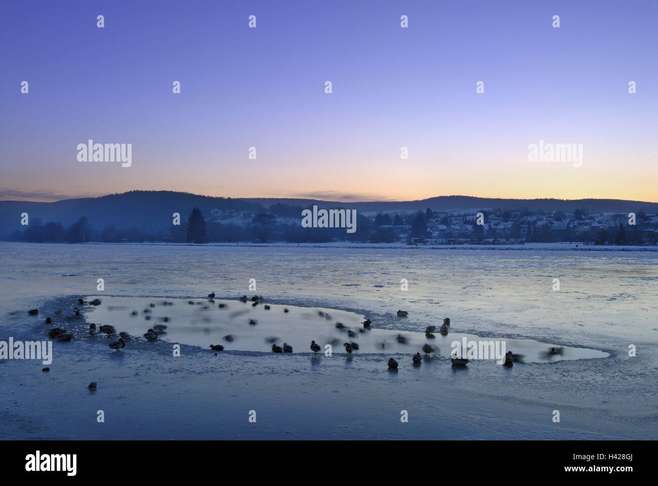 Crepuscolo, foro di ghiaccio, fiume, uccelli acquatici, paesaggio, inverno, in Germania, in Baviera, valle principale, Foto Stock