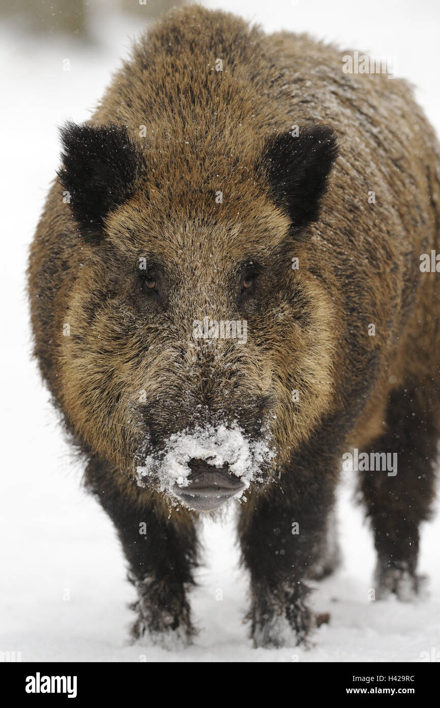 Il cinghiale Sus scrofa, neve, rivestimento, ricerca di medie close-up, mammifero, animali selvatici, animale vertebrato, mammifero, affamati, gioco nero, selvaggi-ungulato, Inverno, freddo mondo animale, la fauna selvatica, muso, neve, natura, animali ritratto, Foto Stock