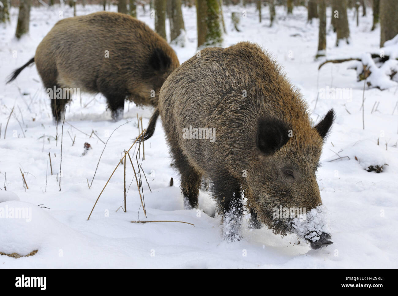 Cinghiali, Sus scrofa, neve, rivestimento, ricerca di medie close-up, legno, mammiferi, animali, due animali selvatici, Vertebrati, Mammiferi, affamati, selvaggi-ungulato, freddo mondo animale, la fauna selvatica, muso, inverno, natura, Foto Stock