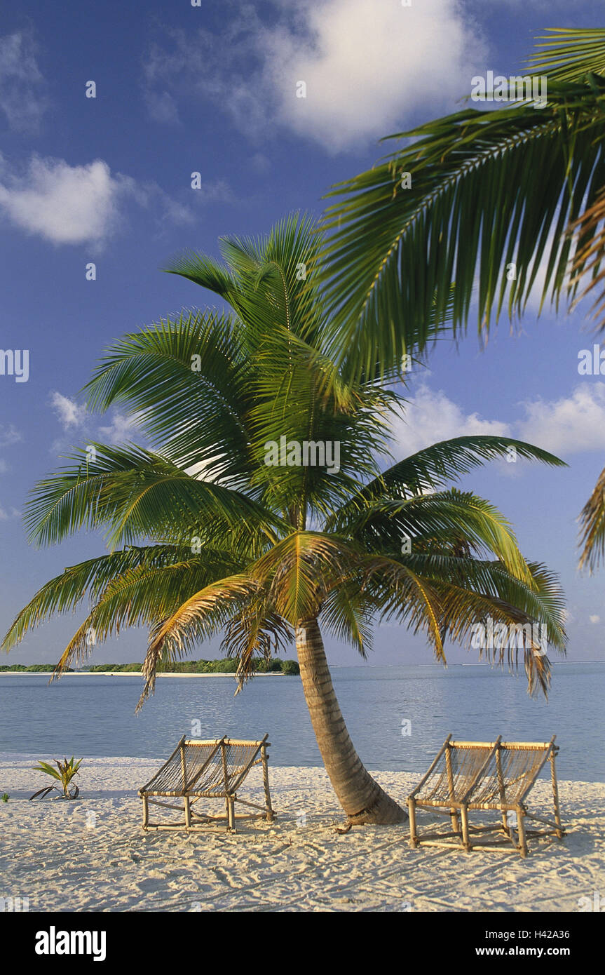 Le Maldive, Vacanze Islanda, nord volte atoll, spiaggia, palm, sedie a sdraio, sabbia, spiaggia di sabbia della costa, impianto, idillio, isola, paradise, albero di cocco, deposto, soleggiato, esteri viaggi, vacanze, ricreazione, destinazione, fantasticamente, sogno spiaggia, Palm Beach, vacanza da sogno, deserte, Foto Stock