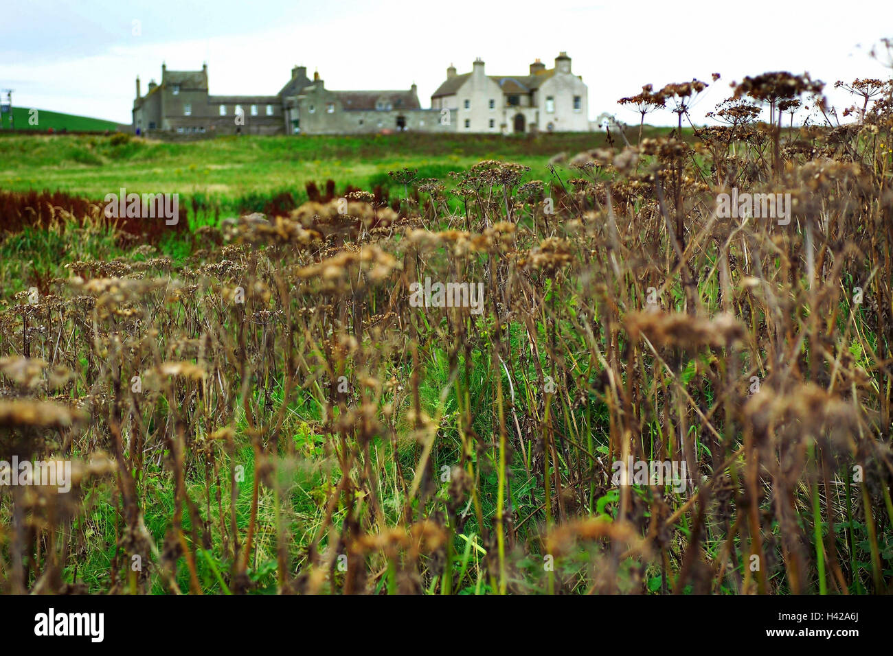 La Scozia, isole Orcadi, principale paese, edificio, country estate, piante, vegetazione, Gran Bretagna, Sud delle Isole Orkney, Orkneyinseln, isola, Orkney, paesaggi, natura, destinazione di viaggio, nessuno, isolamento, prato, Doldenblütler, uscita, architettura, albergo, casa, case, vecchio, Foto Stock