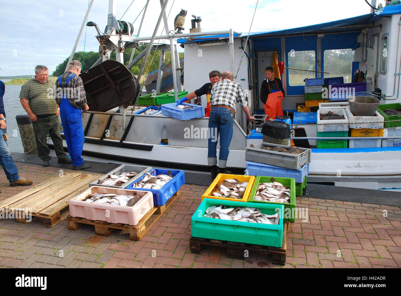 Germania, Meclemburgo-Pomerania occidentale, isola di Rügen, Schaprode, peschereccio, pescatore, vendite, le catture, Foto Stock