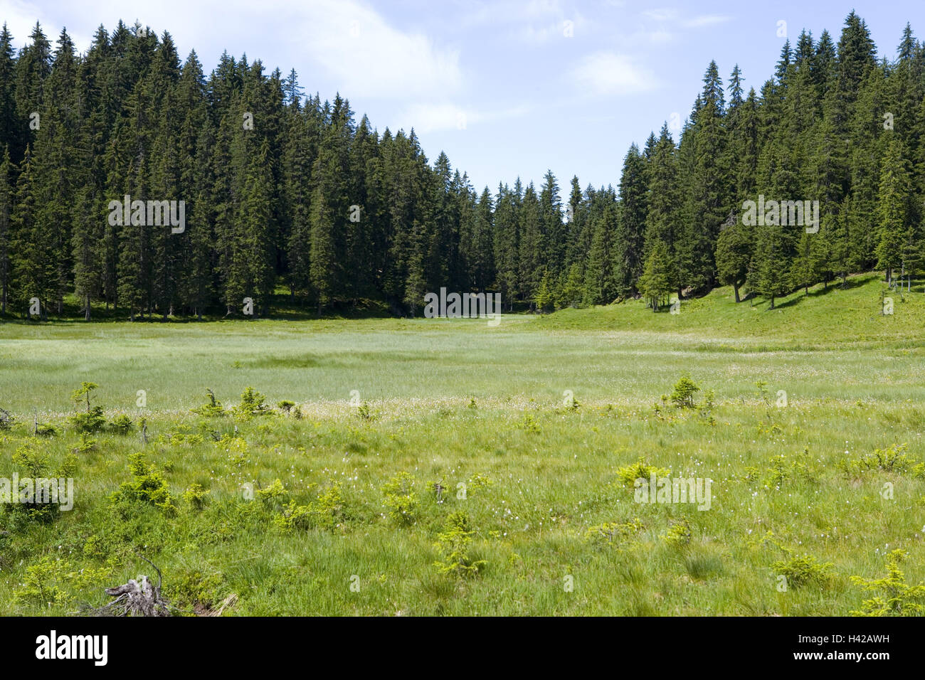 Austria Vorarlberg, Montafon, silver valley, Hochmoor, Foto Stock