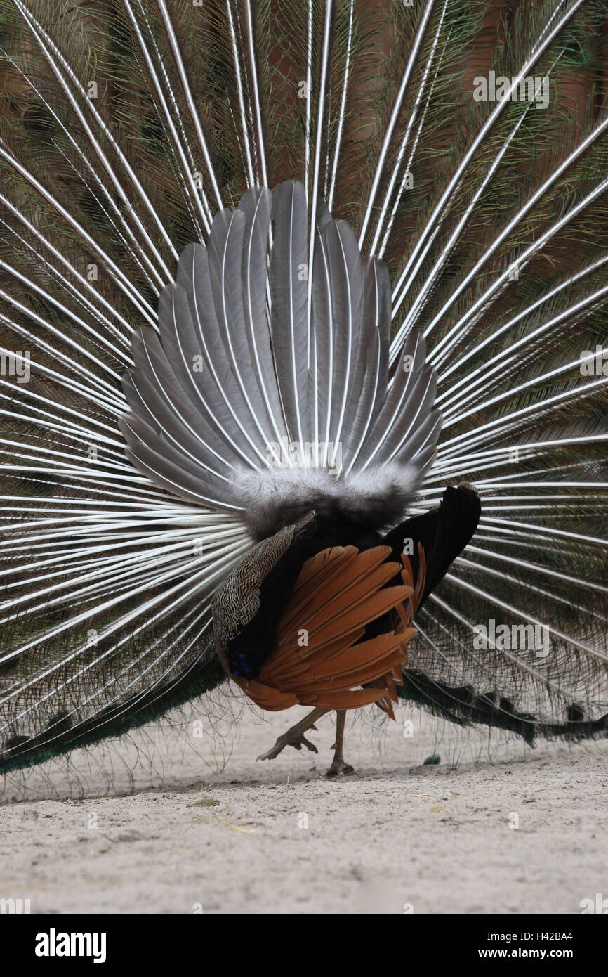 Peacock, Manly, radian hit, vista posteriore, Foto Stock