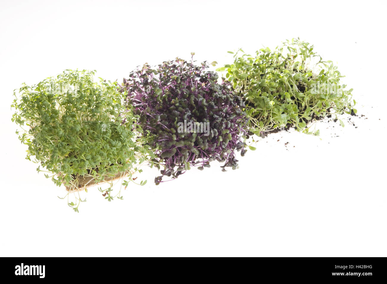 Erbe aromatiche, crescione, cavolo rosso pioli, alfalfa, dal di sopra, Foto Stock