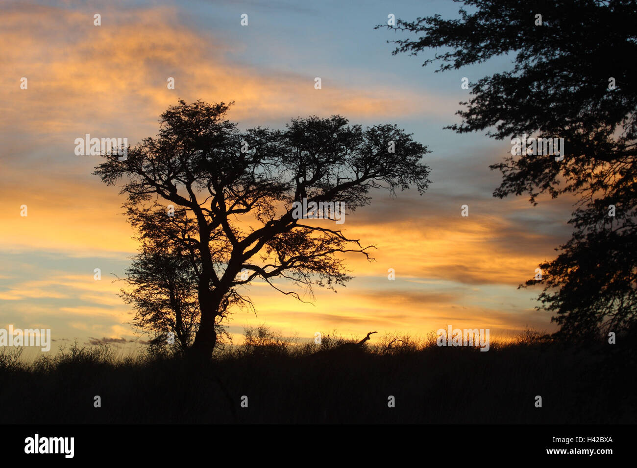 Sundown nel Kalahari, alberi, silhouette, Foto Stock