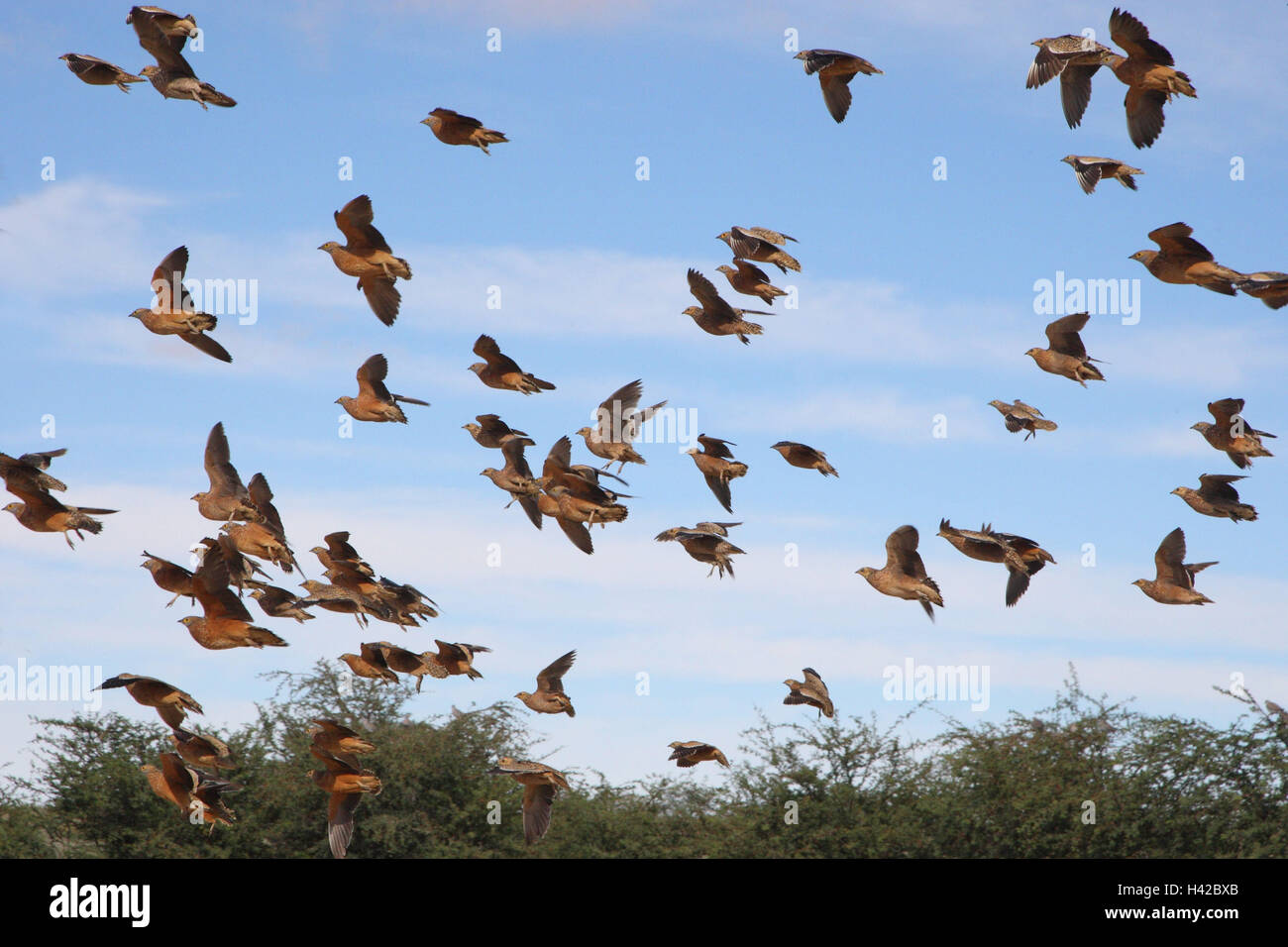 Vogel folla, chiazze di pollo di volo, Burchell 'See Sandgrouse, Foto Stock