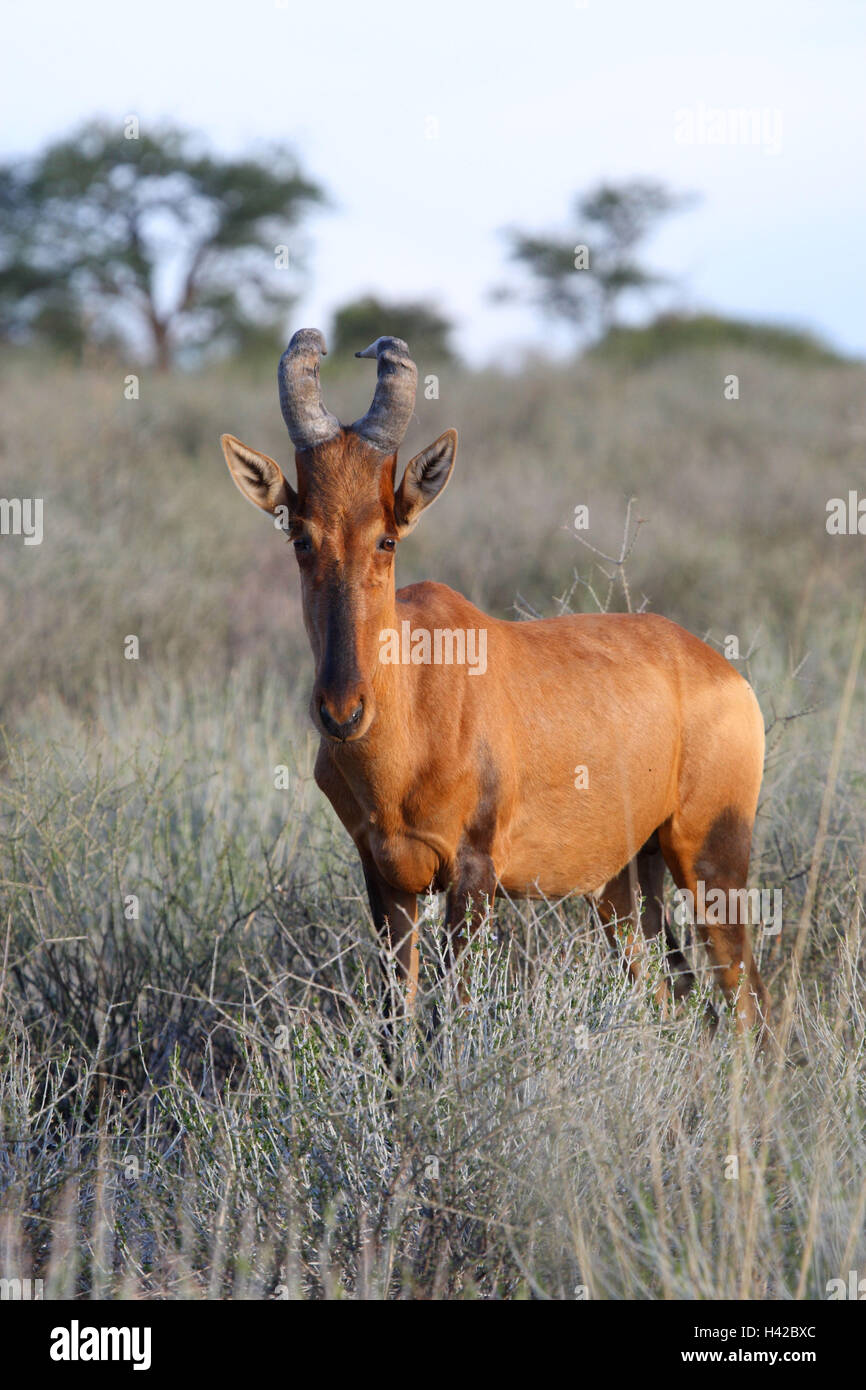 Vacca di antilope, hartebeest, Foto Stock