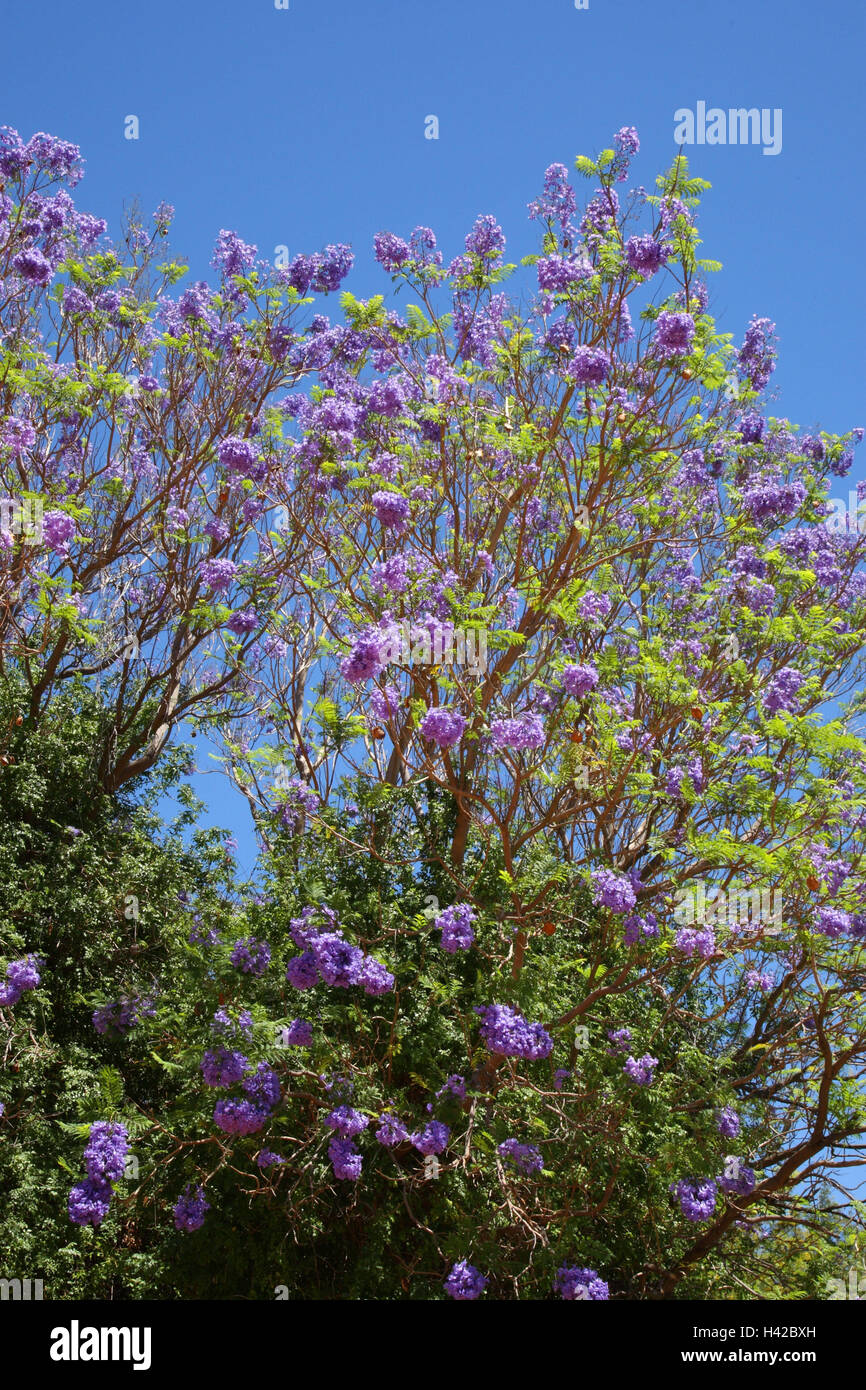 Jacarandabaum, Jacaranda mimosifolia, fiorisce, malva, Foto Stock