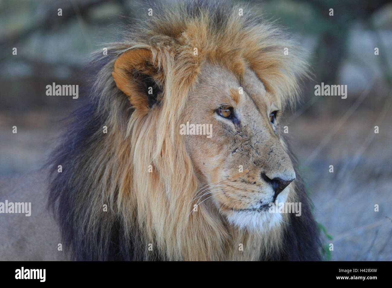 Lion piccolo uomo, Lion, ritratto, Foto Stock