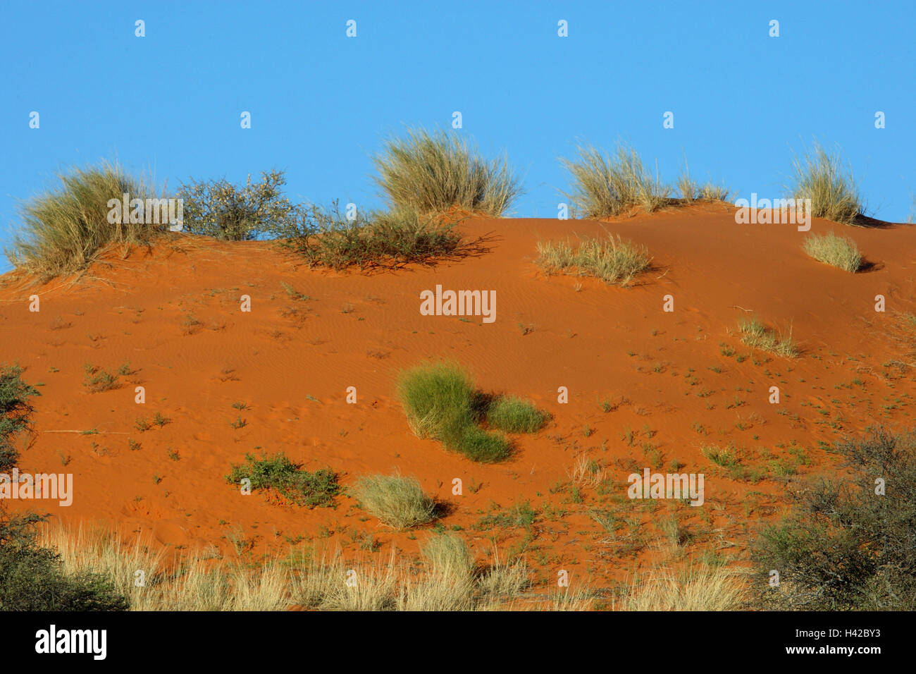 Scenario del Kalahari, Foto Stock