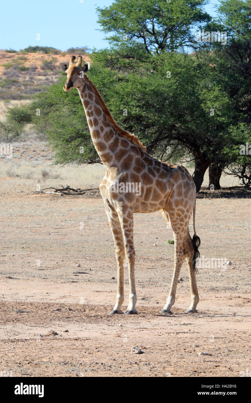 Giraffa, Foto Stock
