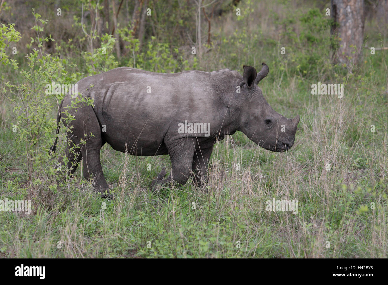 I giovani a bocca larga rinoceronte, Piazza-Rhinoceros a labbro, Foto Stock