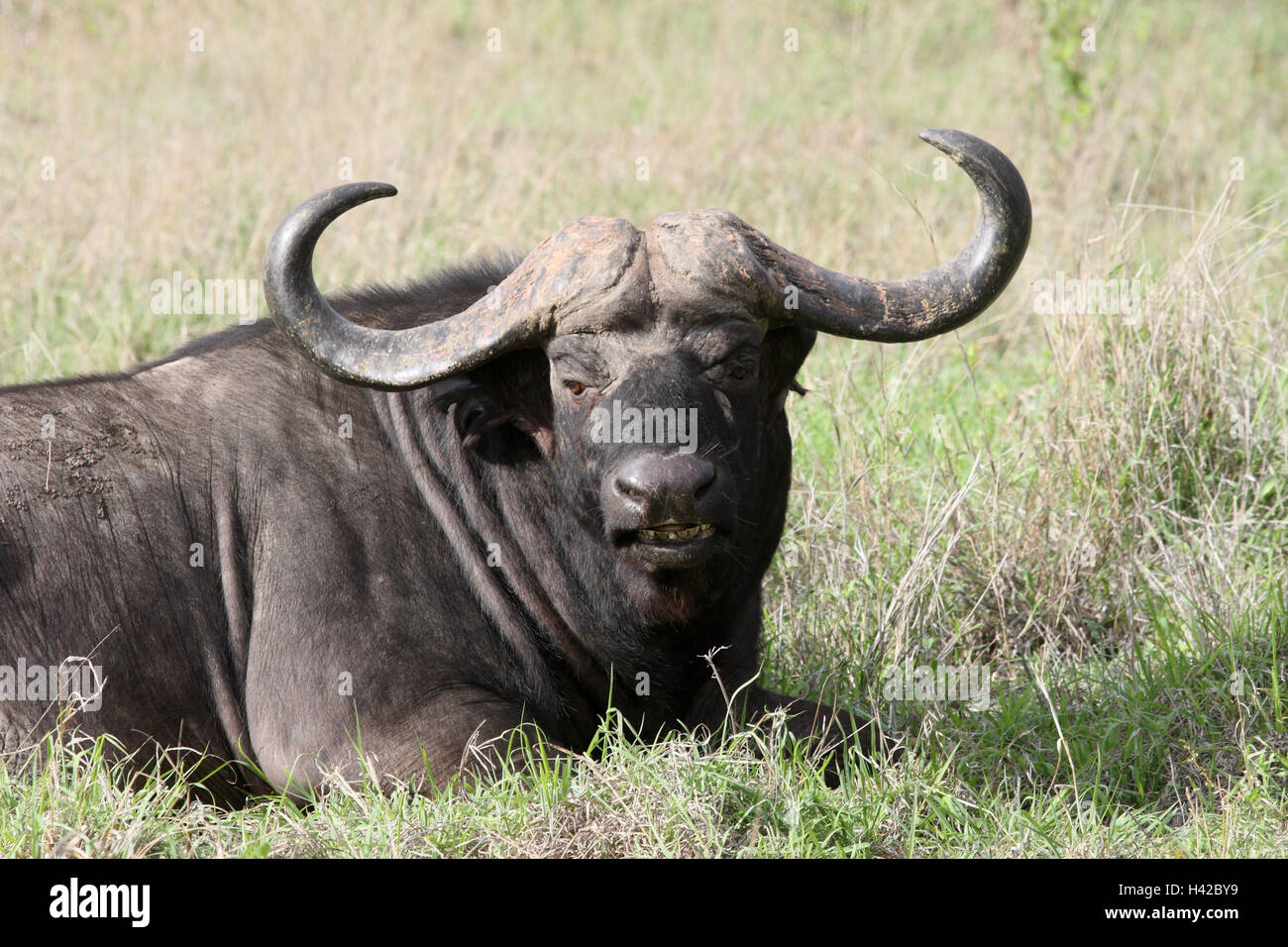 Kaffernbüffel, Buffalo, erba, menzogna, Foto Stock Kaffernbüffel, Buffalo, erba, menzogna, Foto Stock