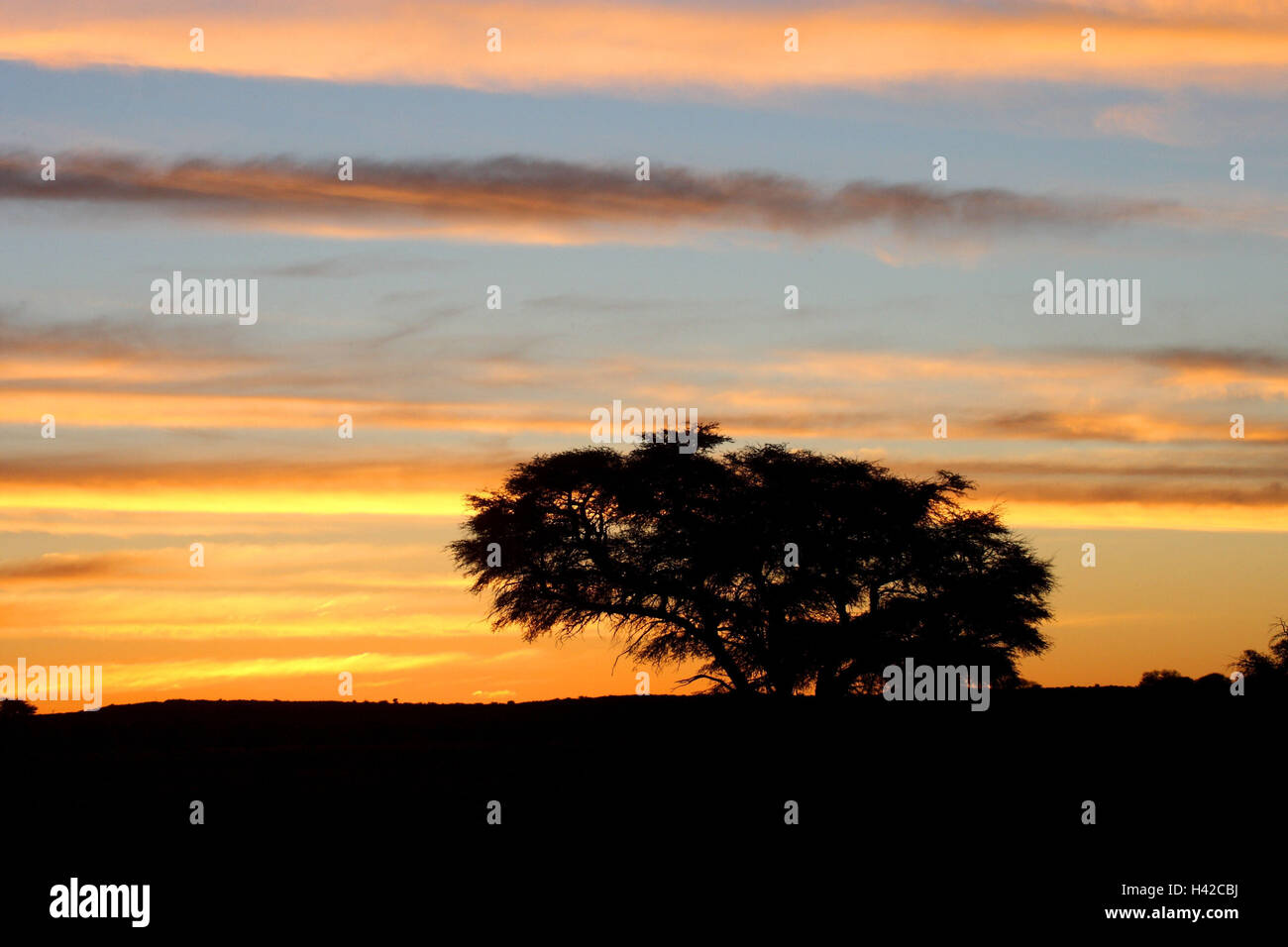 Scenario del Kalahari di post-incandescenza, silhouette, albero, Foto Stock