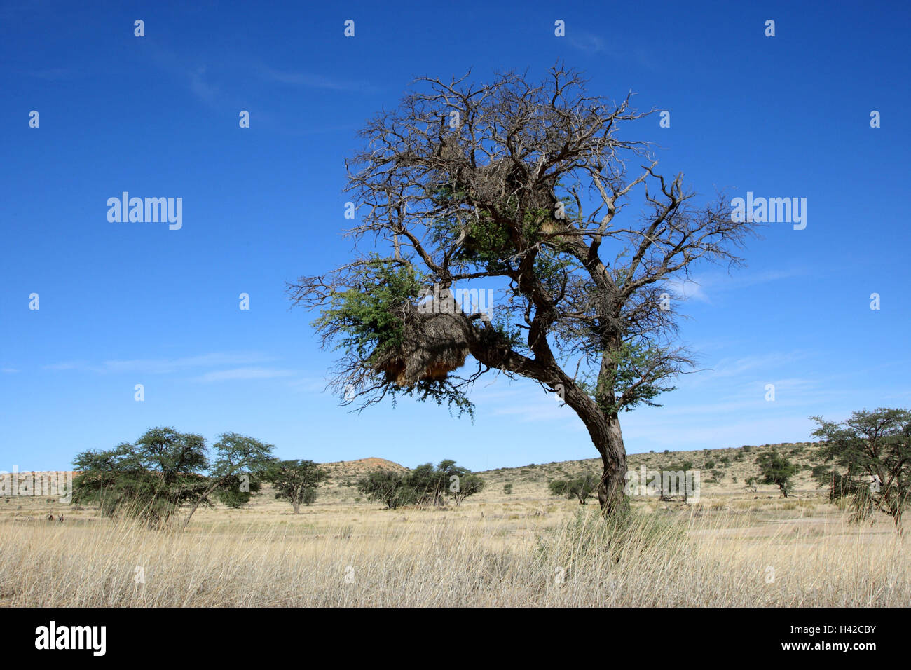 Scenario del Kalahari, albero, Webervogelnest, Foto Stock